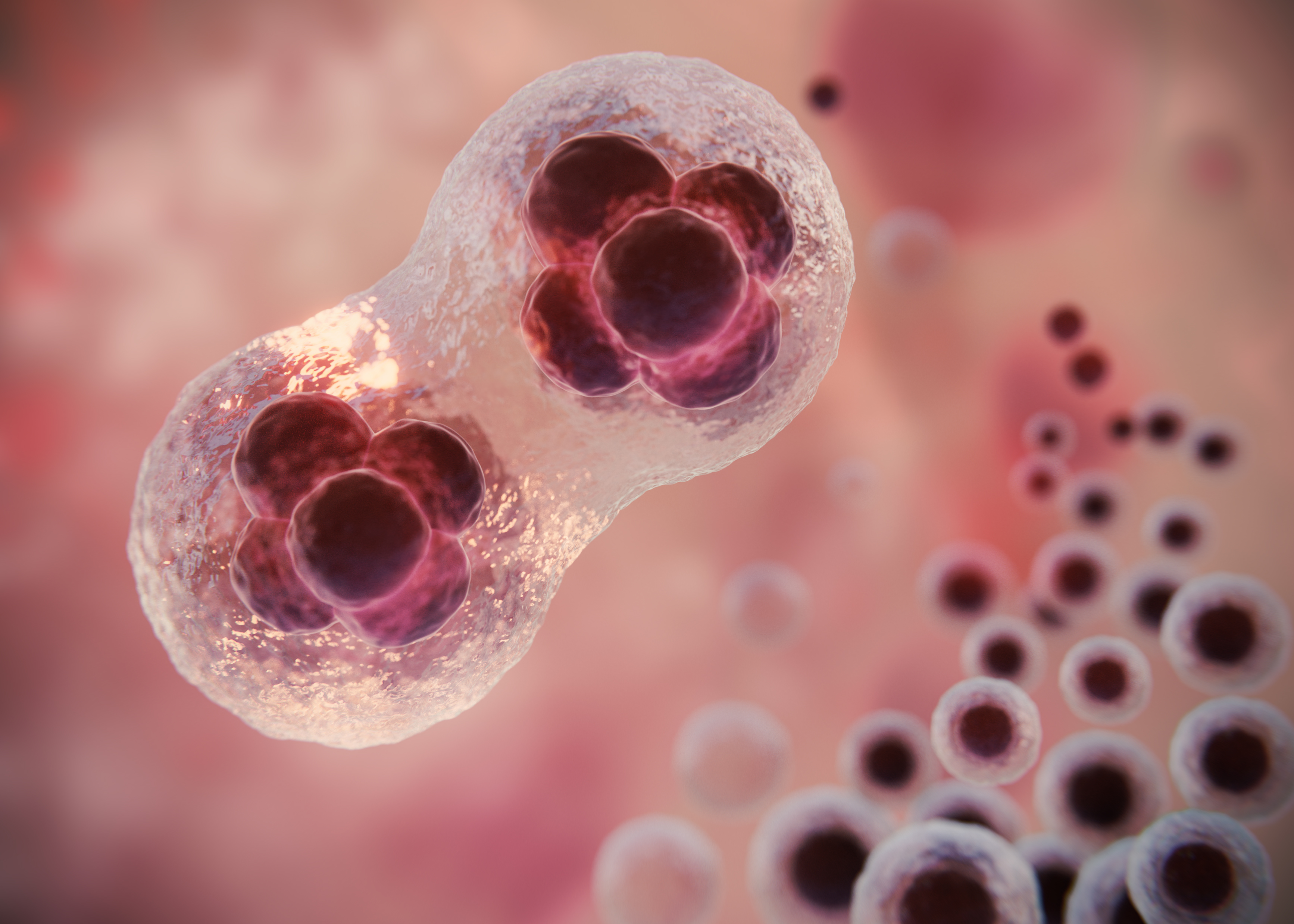 iPS Cells