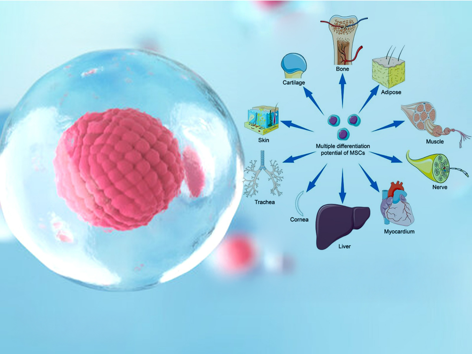 MSC Illustration