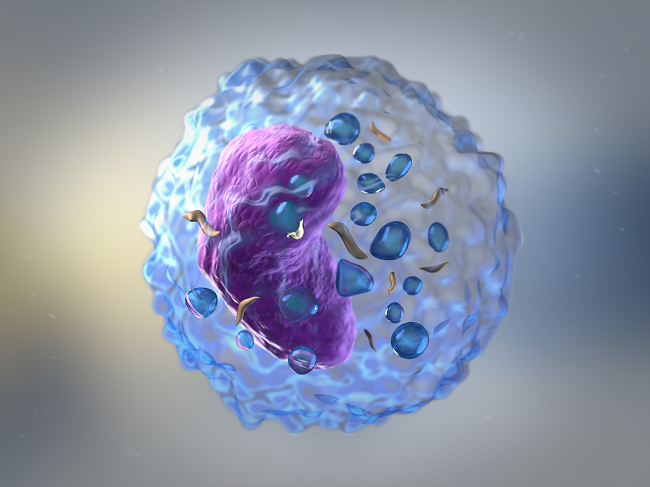 NK Cells